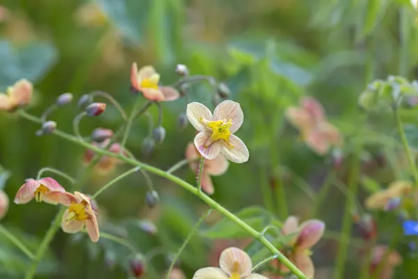 607042 - Barrenwort (Epimedium pubigerum 'Orangekönigin')