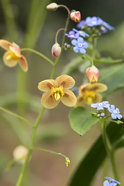 625192 - Barrenwort (Epimedium pubigerum 'Orangekönigin')