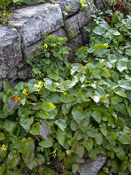 459070 - Barrenwort (Epimedium x perralchicum 'Frohnleiten')