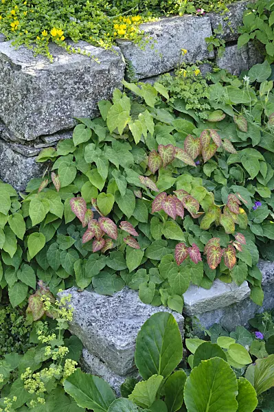 473165 - Barrenwort (Epimedium x perralchicum 'Frohnleiten')