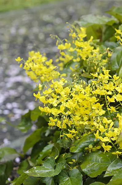 531090 - Barrenwort (Epimedium x perralchicum 'Frohnleiten')