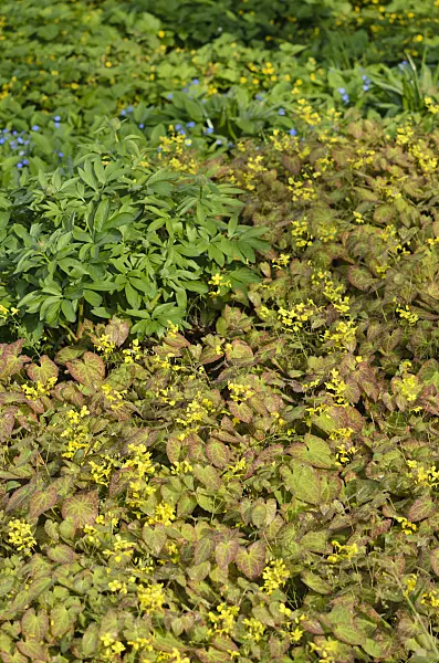 543075 - Barrenwort (Epimedium x perralchicum 'Frohnleiten')