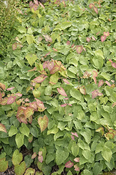 651235 - Barrenwort (Epimedium x perralchicum 'Frohnleiten')