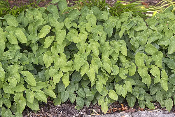 651236 - Barrenwort (Epimedium x perralchicum 'Frohnleiten')