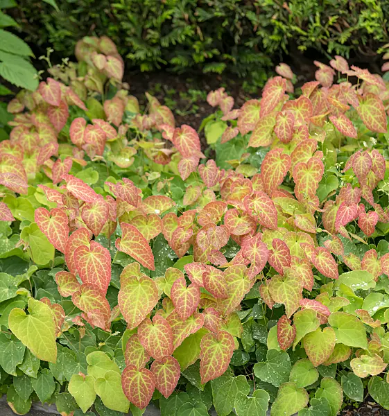 664135 - Barrenwort (Epimedium x perralchicum 'Frohnleiten')
