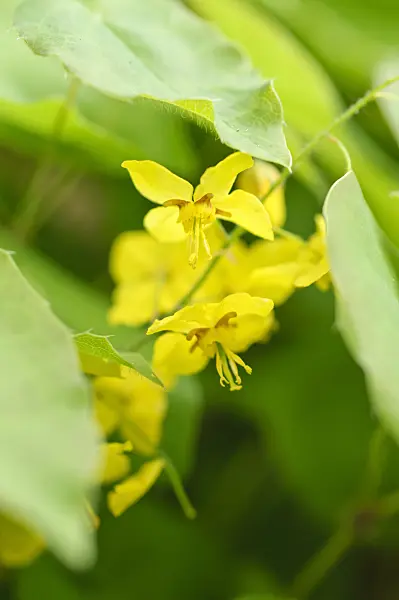 484023 - Barrenwort (Epimedium x perralchicum 'Lichtenberg')