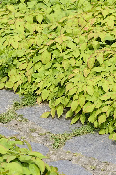 484240 - Barrenwort (Epimedium x rubrum)