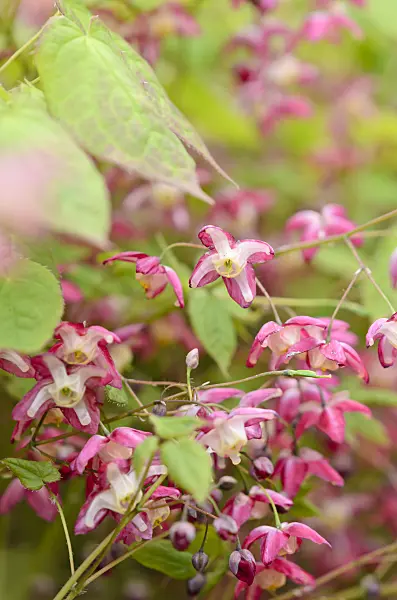 531070 - Barrenwort (Epimedium x rubrum)