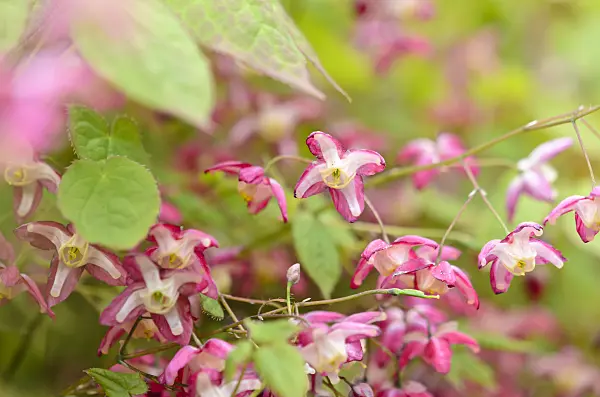 531071 - Barrenwort (Epimedium x rubrum)
