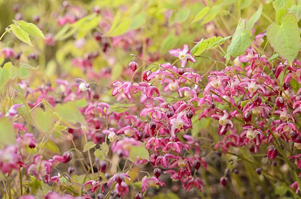 531072 - Barrenwort (Epimedium x rubrum)