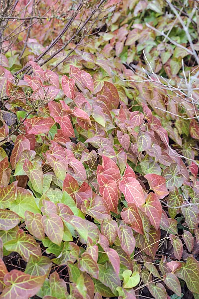 535402 - Barrenwort (Epimedium x rubrum)