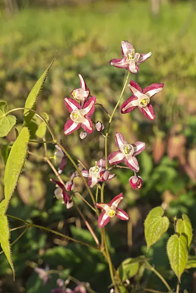 610008 - Barrenwort (Epimedium x rubrum)