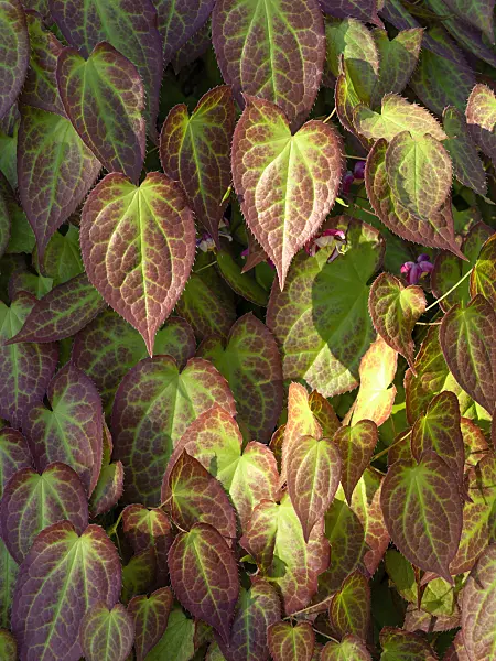 437105 - Barrenwort (Epimedium x versicolor)