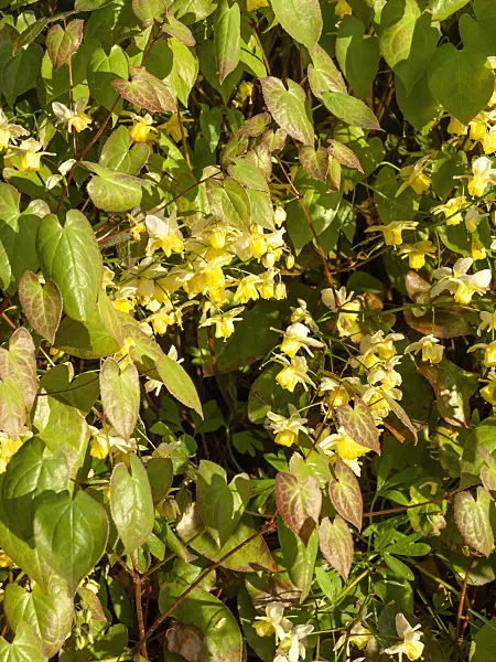 459064 - Barrenwort (Epimedium x versicolor)