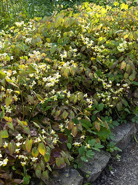 459067 - Barrenwort (Epimedium x versicolor)