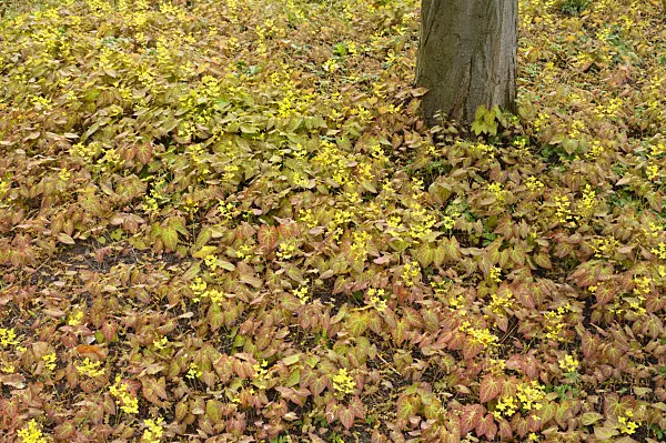 471203 - Barrenwort (Epimedium x versicolor)