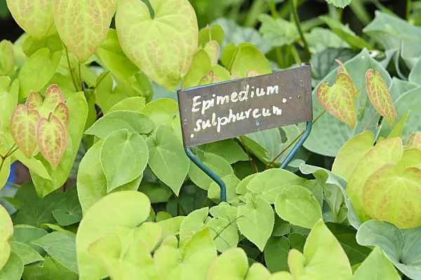 473106 - Barrenwort (Epimedium x versicolor 'Sulphureum') with plant label