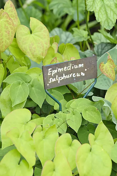 473107 - Barrenwort (Epimedium x versicolor 'Sulphureum') with plant label
