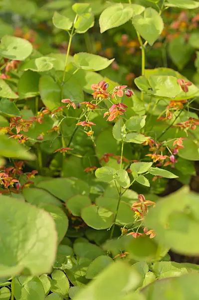 484013 - Barrenwort (Epimedium x warleyense)
