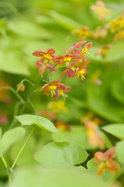 484021 - Barrenwort (Epimedium x warleyense)