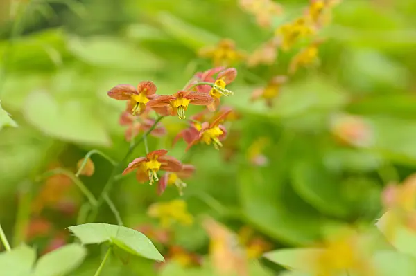 484022 - Barrenwort (Epimedium x warleyense)