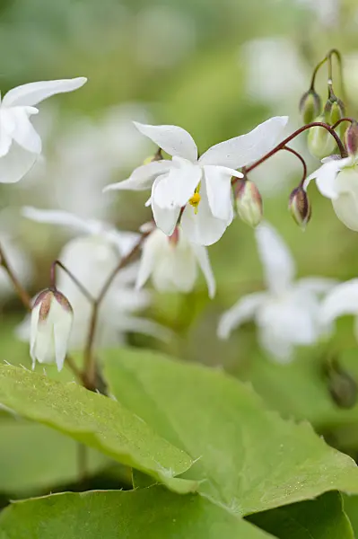 484015 - Barrenwort (Epimedium x youngianum 'Niveum')