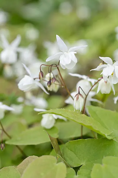 484016 - Barrenwort (Epimedium x youngianum 'Niveum')