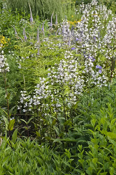 521141 - Bartfaden (Penstemon digitalis)