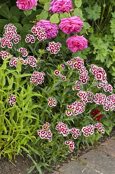 533291 - Bartnelken (Dianthus barbatus) und Rosen (Rosa)