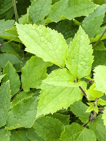 462156 - Basil mint (Mentha x piperita 'Basil')
