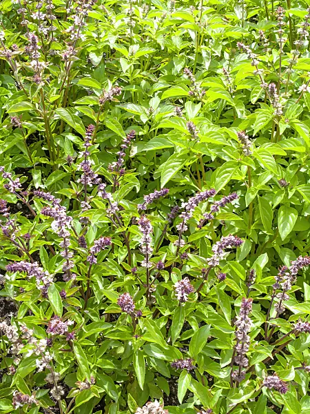 450010 - Basil (Ocimum basilicum)