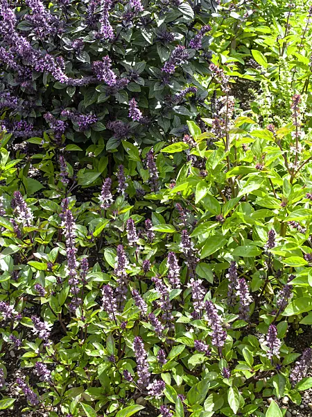 450011 - Basil (Ocimum basilicum)