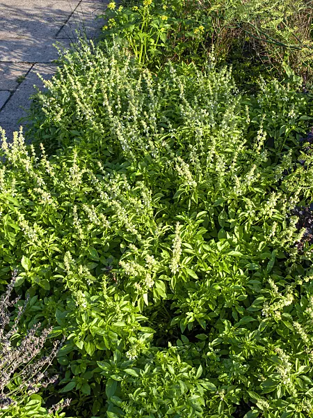 463008 - Basil (Ocimum basilicum)