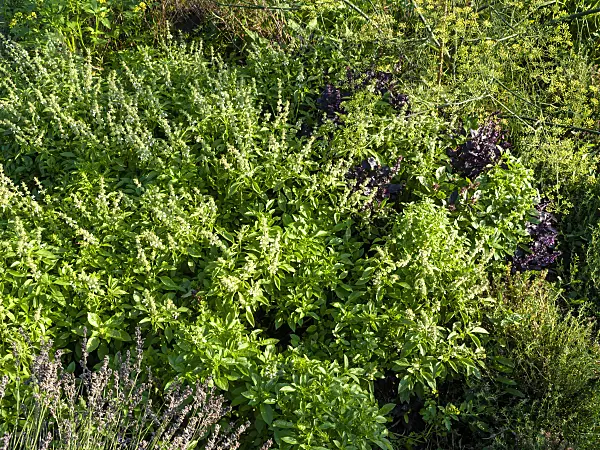 463009 - Basil (Ocimum basilicum)