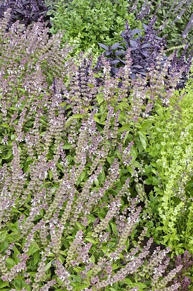 475233 - Basil (Ocimum basilicum)