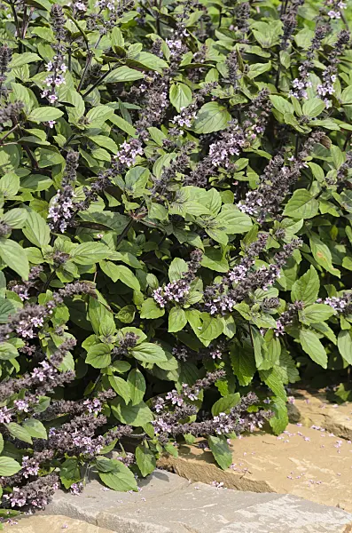 534412 - Basil (Ocimum basilicum)