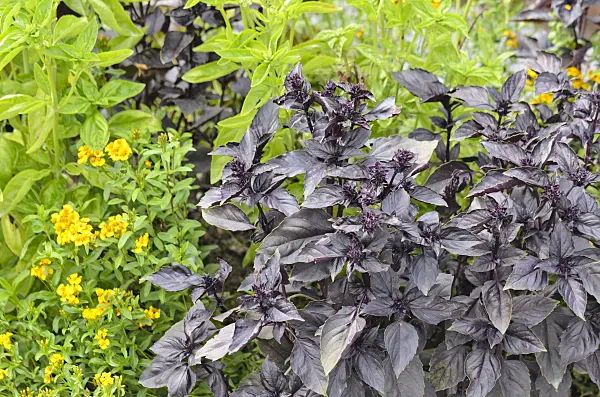 536129 - Basil (Ocimum basilicum)
