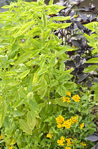536146 - Basil (Ocimum basilicum)