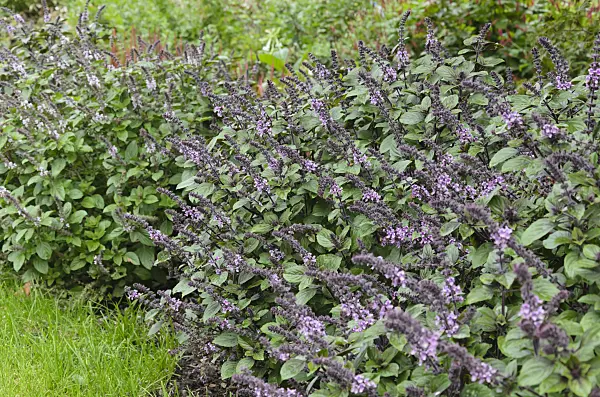 549069 - Basil (Ocimum basilicum)