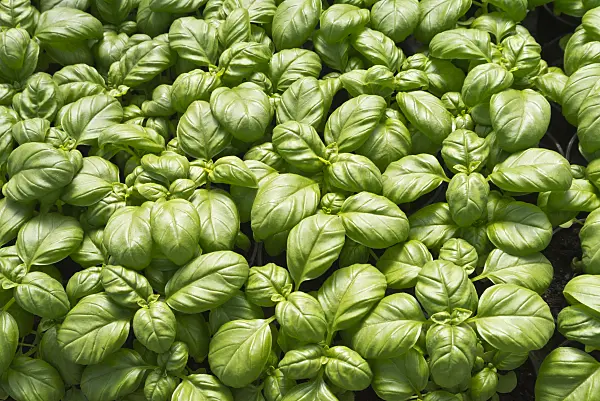 601031 - Basil (Ocimum basilicum)