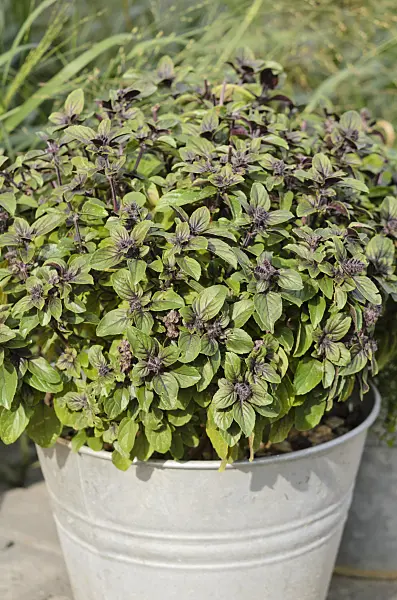523170 - Basil (Ocimum basilicum) in a tin bucket