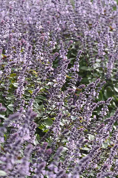 487278 - Basil (Ocimum basilicum 'Magic Blue')