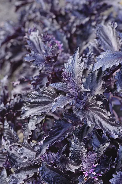 488012 - Basil (Ocimum basilicum 'Purple Ruffles')