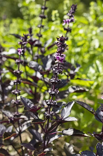 511116 - Basil (Ocimum basilicum 'Rubra')