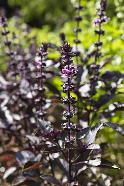 511117 - Basil (Ocimum basilicum 'Rubra')
