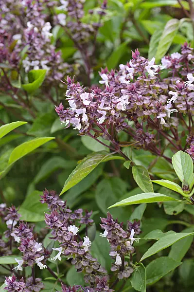 475231 - Basil (Ocimum basilicum 'Siam Queen')
