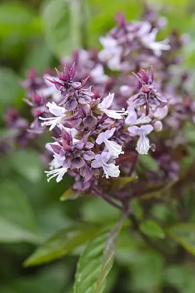 475232 - Basil (Ocimum basilicum 'Siam Queen')