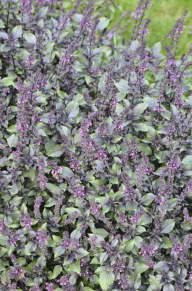 548161 - Basil (Ocimum basilicum 'Wild Magic')