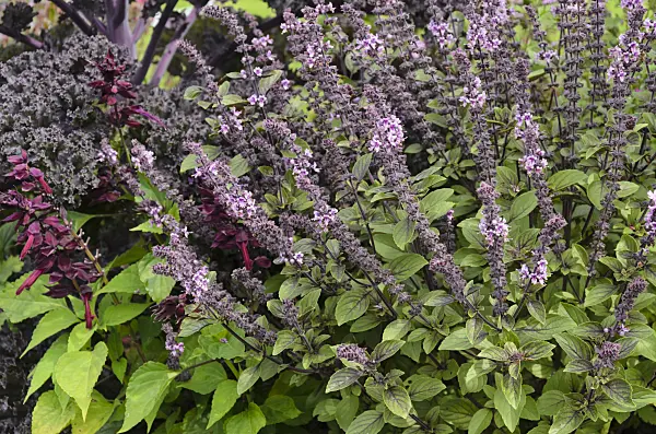 571034 - Basilic à l'anis (Ocimum basilicum 'Magic Blue')