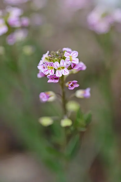 484040 - Basket of gold (Aethionema saxatile)